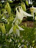 Aquilegia vulgaris