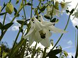 Aquilegia vulgaris