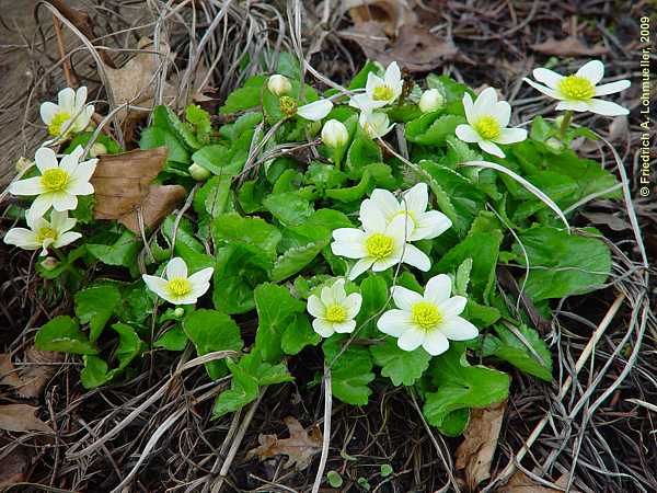 Caltha palustris