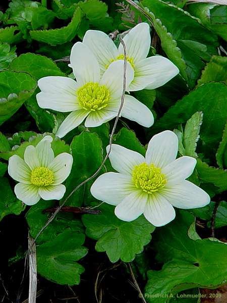 Caltha palustris