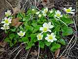 Caltha palustris