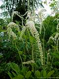 Actaea racemosa