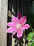 Clematis 