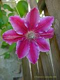 Clematis