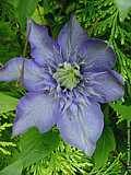 Clematis 