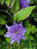 Clematis 'Multi Blue'