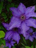 Clematis 