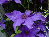 Clematis 