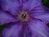 Clematis 