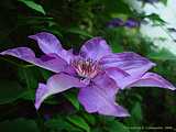 Clematis 