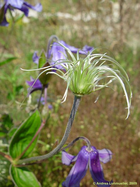 Clematis integrifolia