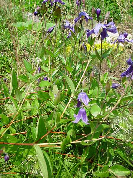 Clematis integrifolia