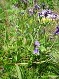 Clematis integrifolia