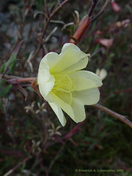 Clematis ligusticifolia