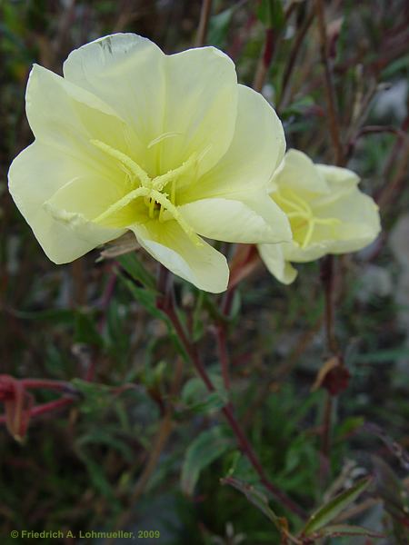 Clematis ligusticifolia