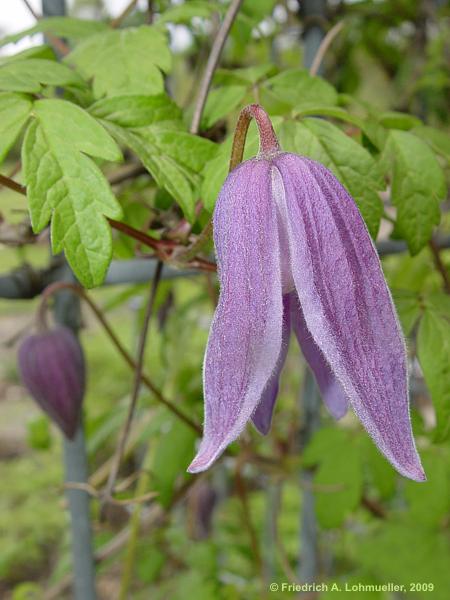 Clematis alpina