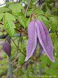 Clematis alpina