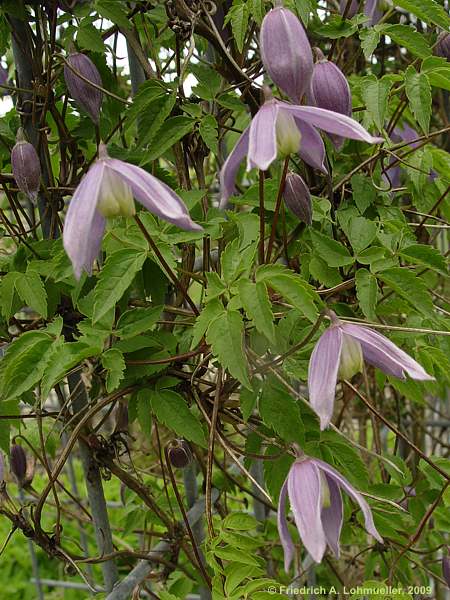 Clematis alpina