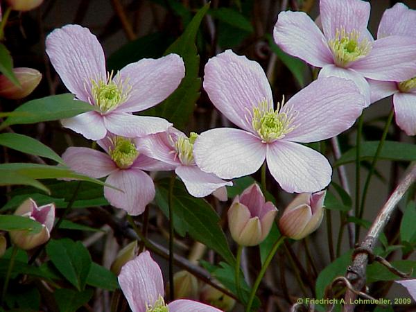 Clematis montana