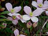 Clematis montana