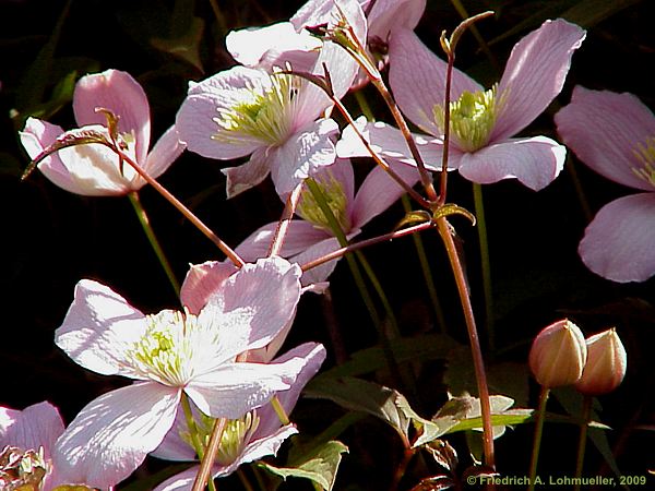 Clematis montana