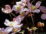 Clematis montana