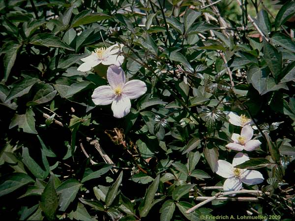 Clematis montana