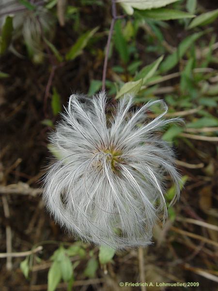 Clematis ochroleuca