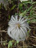 Clematis ochroleuca