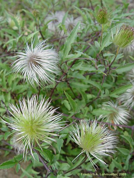 Clematis ochroleuca