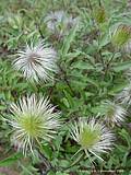 Clematis ochroleuca