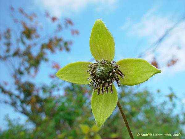 Clematis tibetana