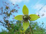 Clematis tibetana