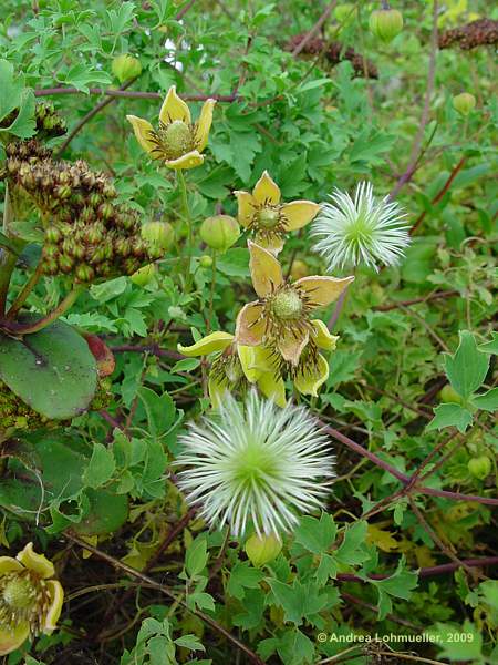 Clematis tibetana