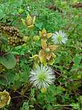 Clematis tibetana