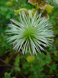 Clematis tibetana