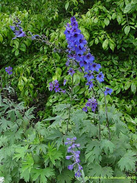 Delphinium elatum