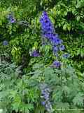 Delphinium elatum