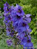 Delphinium elatum