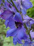 Delphinium elatum