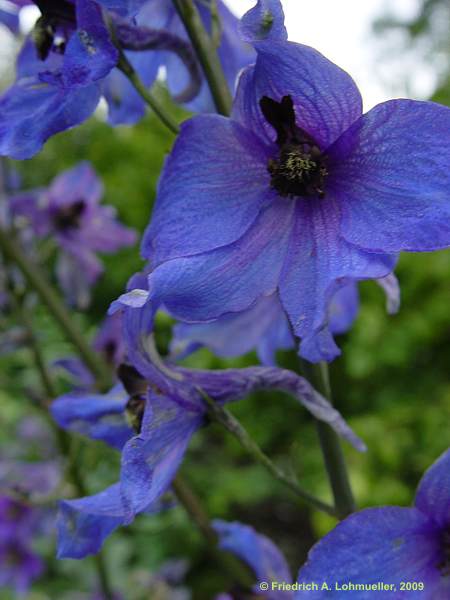 Delphinium elatum