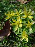 Eranthis hyemalis