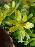 Eranthis hyemalis