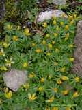 Eranthis hyemalis