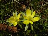 Eranthis hyemalis