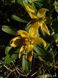 Eranthis hyemalis