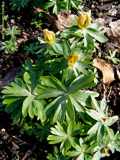 Eranthis hyemalis