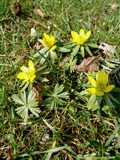 Eranthis hyemalis