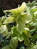 Helleborus 'Green Corsica'