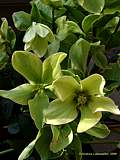 Helleborus 'Green Corsica'